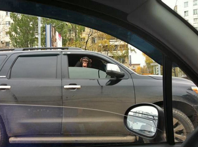 За тонировкой