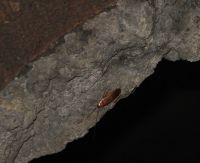 Таракан Таракан