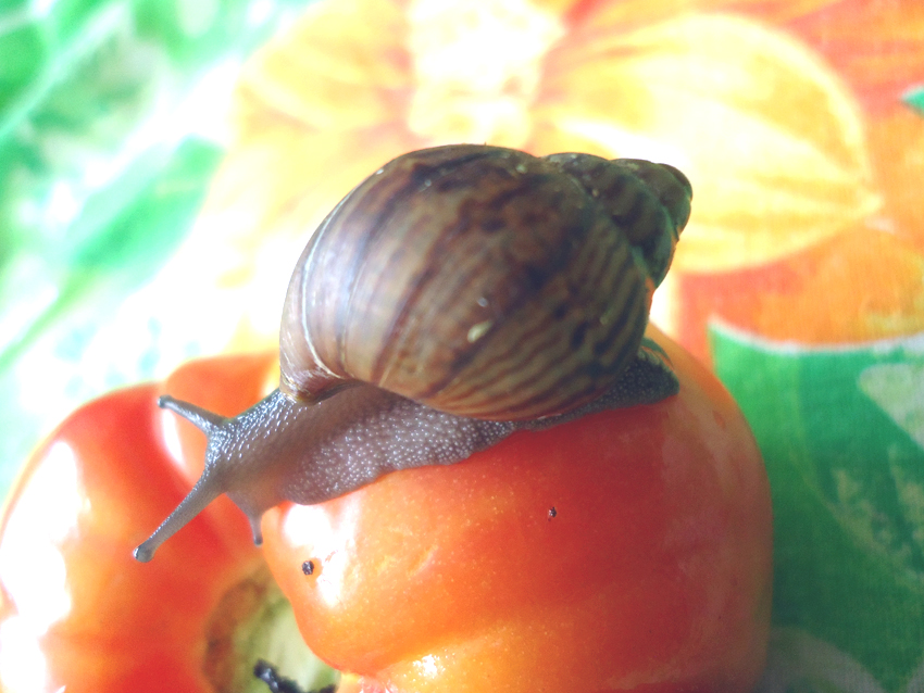 Ахатина ахатина тигр Ахатина ахатина тигр