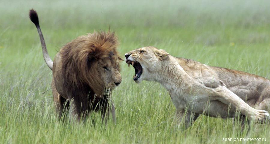 опасная женщина