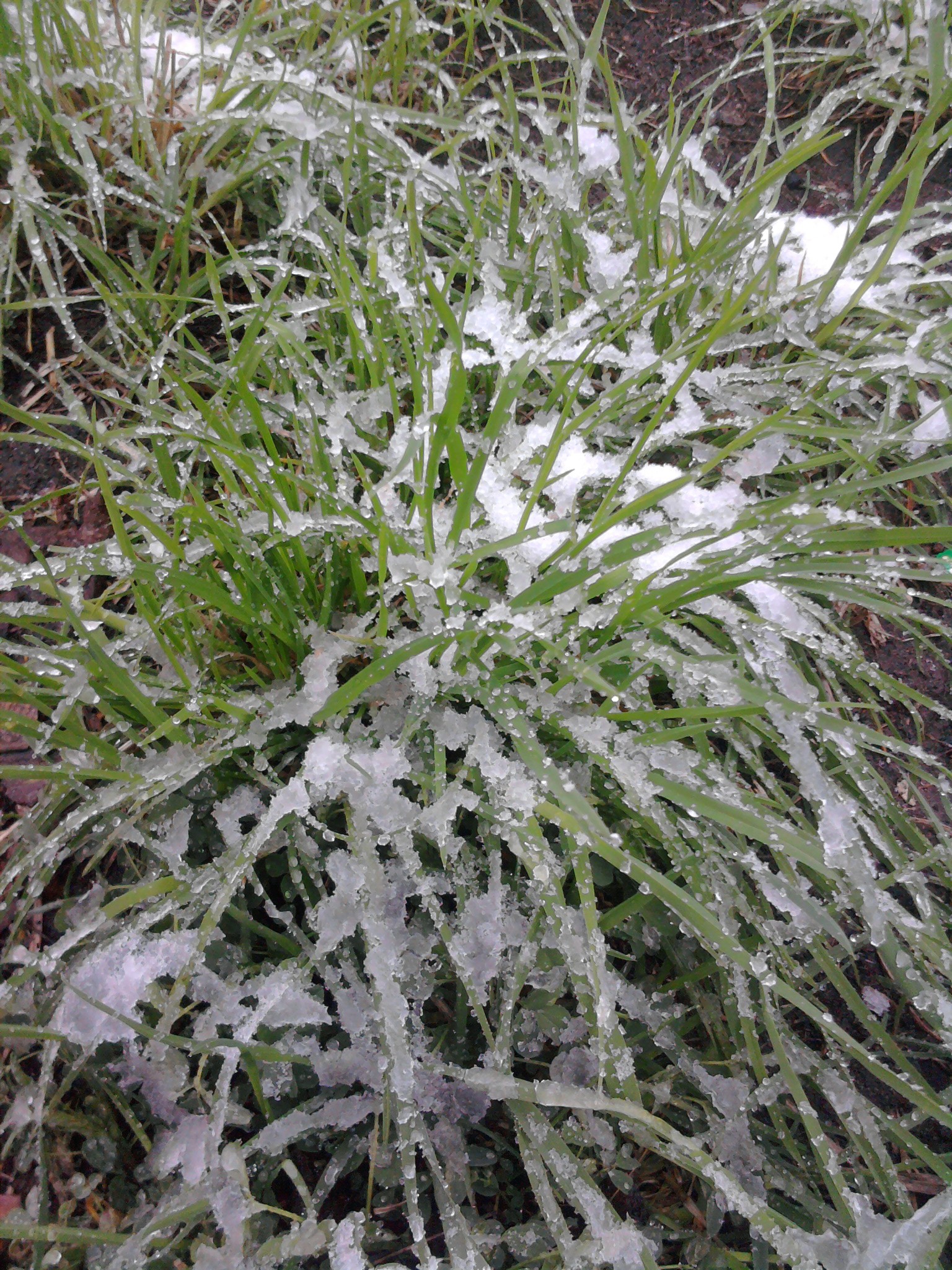 Зеленая травка в снегу.