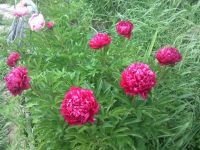 Сирёгины пионы Сирёгины пионы