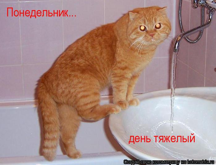 Рыжый панидельнек)))))