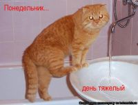 Рыжый панидельнек))))) Рыжый панидельнек)))))