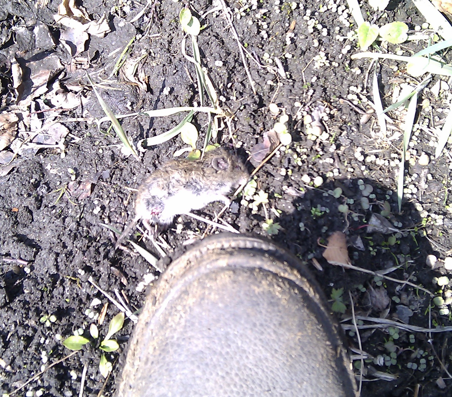 Убийца мышы((((((