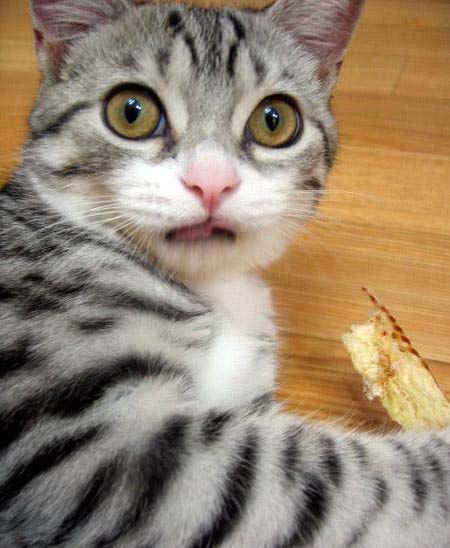 коты кто ты2