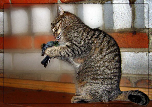 Ужосы  маво двора...