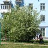 Под черемухой