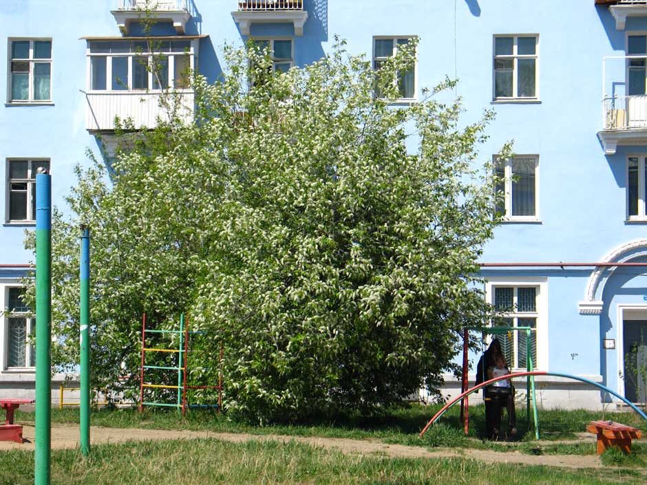 Под черемухой