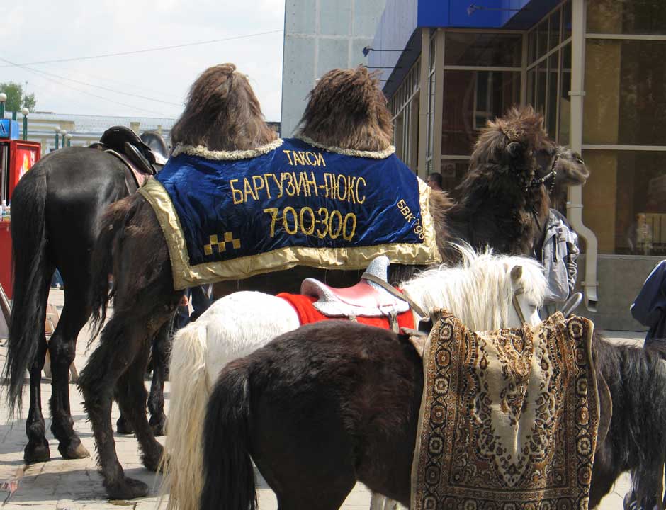 Верблюжья услуга