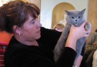 Выставка кошек Выставка кошек