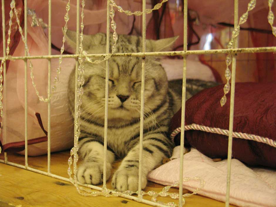 Выставка кошек