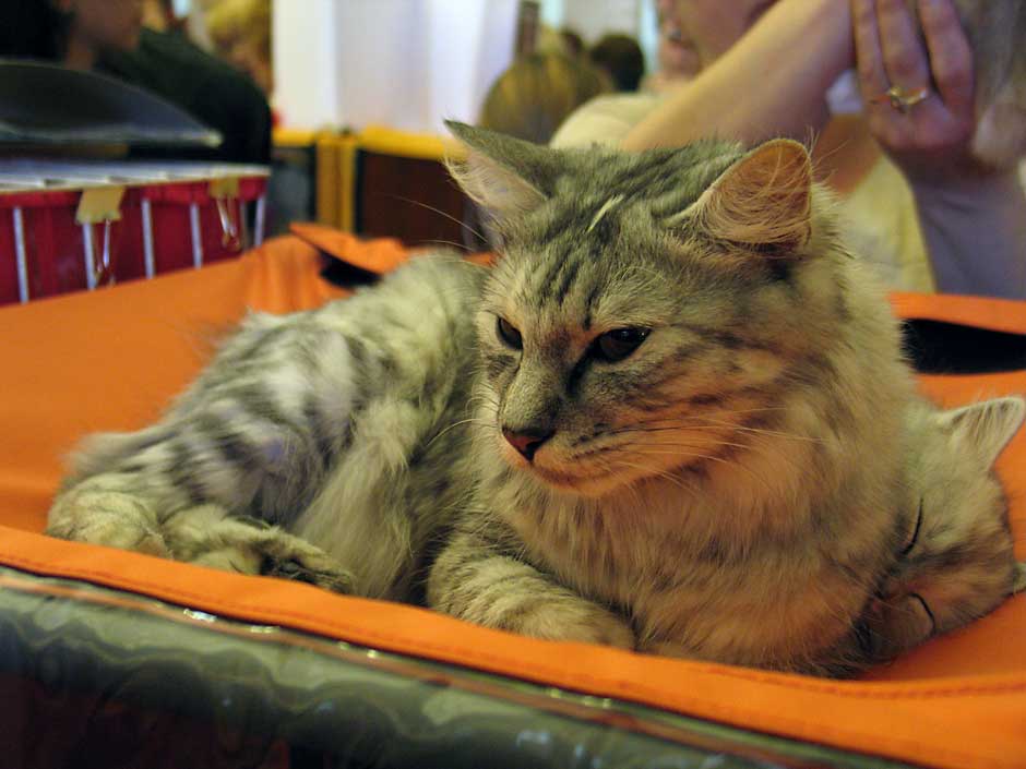 Выставка кошек