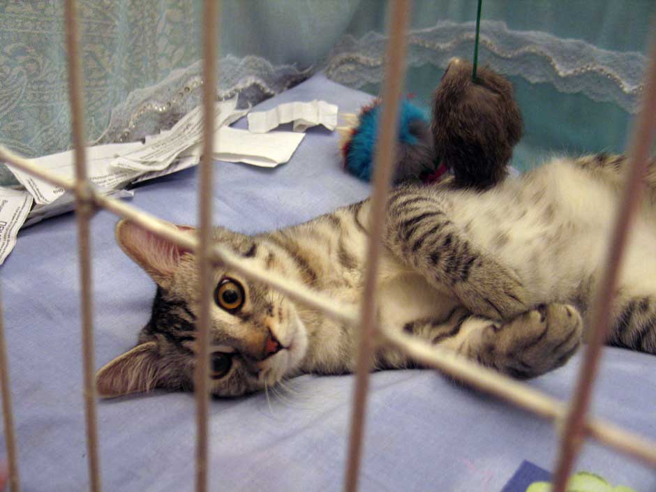 Выставка кошек