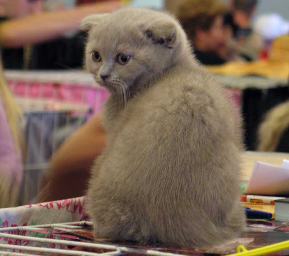 Выставка кошек