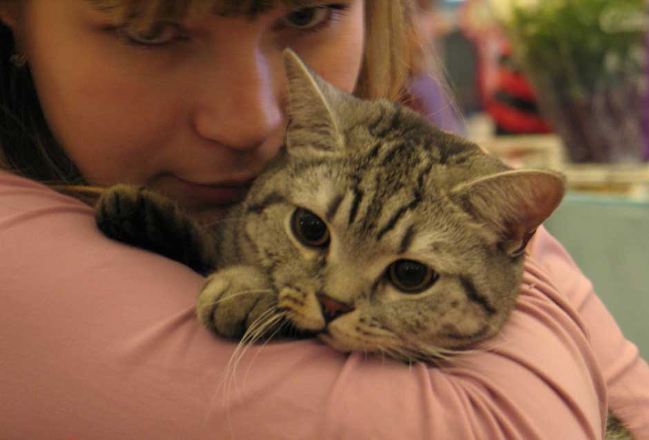 Выставка кошек