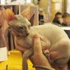 Выставка кошек