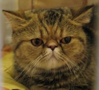 Выставка кошек: Британец полосатый