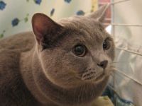 Выставка кошек: Британец серый