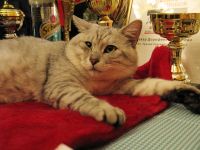 Выставка кошек: Макар Дорофеич Курилан - абсолютный чемпион мира. Ему все пофигу!