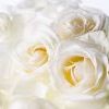 White roses wallpaper-1280