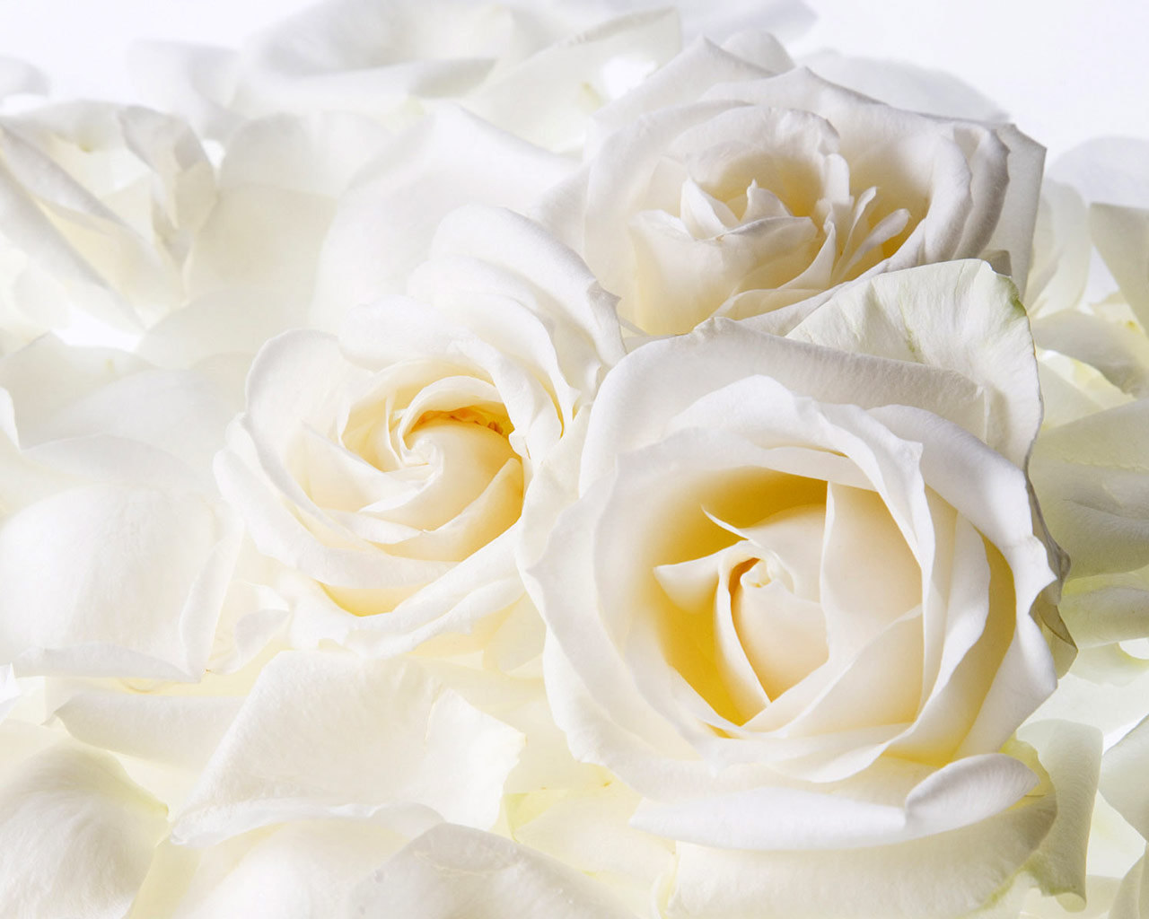 White roses wallpaper-1280