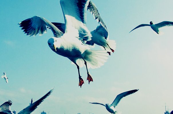 удалось поймать чайку "это чайка,она смотрит на тебя как на г.." )))