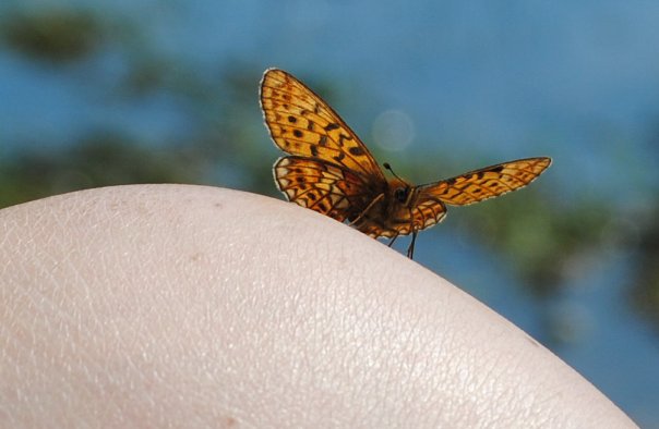 бабочка на коленке у мамы)