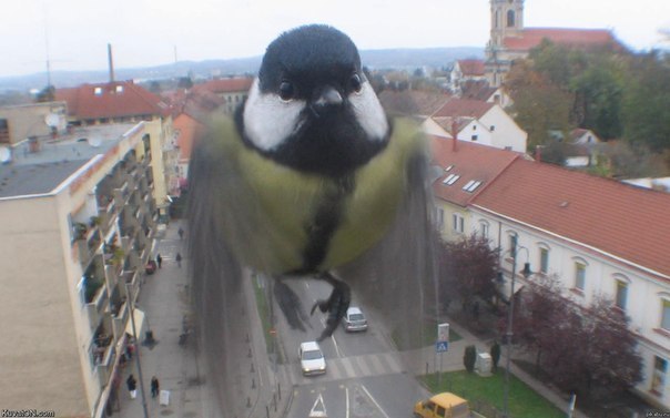 Вах вах..
