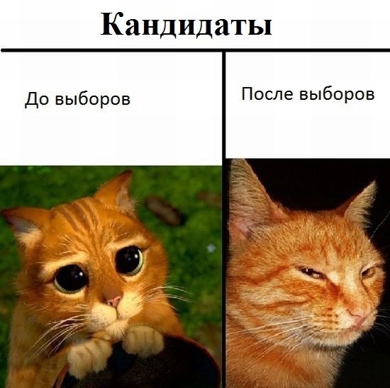 Кандидаты:до и после