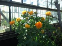 Жарки садоводческие