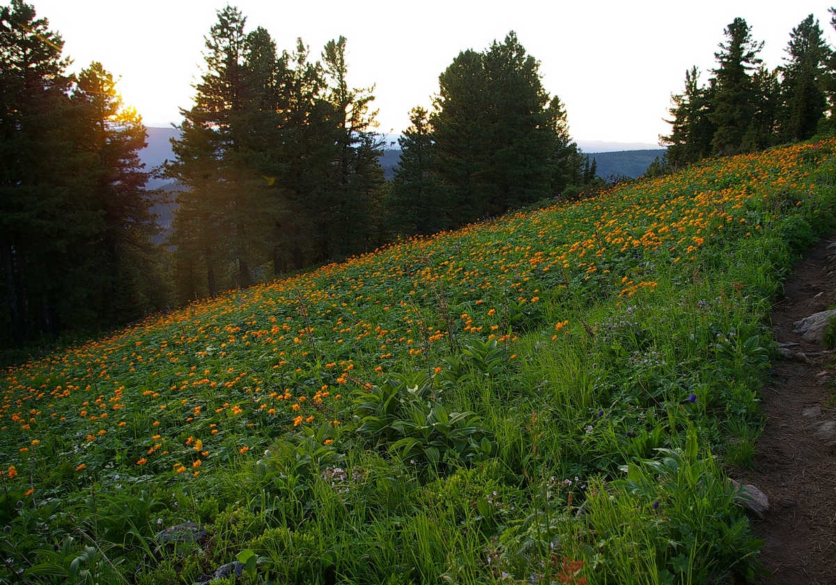 сибирские маленькие солнышки