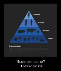 пищевая цепочка пищевая цепочка